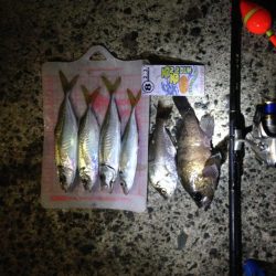 24cm~26cmのアジがHIT！！